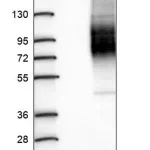 Merck Anti-SLC26A6 antibody produced in rabbit