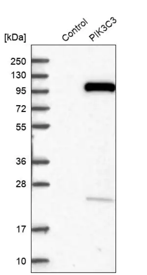 Merck Anti-PIK3C3 antibody produced in rabbit