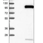 Merck Anti-PIK3C3 antibody produced in rabbit