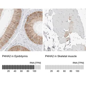 Merck Anti-P4HA2 antibody produced in rabbit