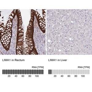 Merck Anti-LIMA1 antibody produced in rabbit