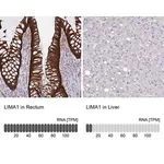 Merck Anti-LIMA1 antibody produced in rabbit