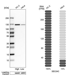 Merck Anti-SEC24C antibody produced in rabbit