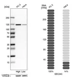 Merck Anti-SEC24C antibody produced in rabbit