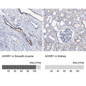 Merck Anti-ACKR1 antibody produced in rabbit