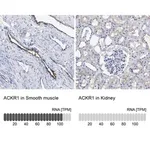 Merck Anti-ACKR1 antibody produced in rabbit