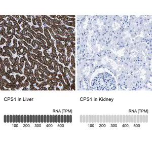 Merck Anti-CPS1 antibody produced in rabbit