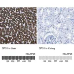 Merck Anti-CPS1 antibody produced in rabbit