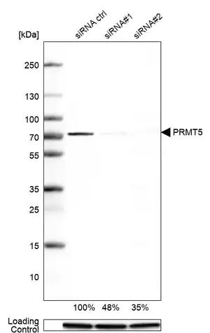 Merck Anti-PRMT5 antibody produced in rabbit
