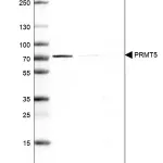 Merck Anti-PRMT5 antibody produced in rabbit