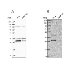 Merck Anti-PPTC7 antibody produced in rabbit