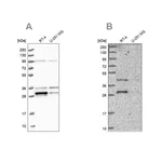 Merck Anti-PPTC7 antibody produced in rabbit