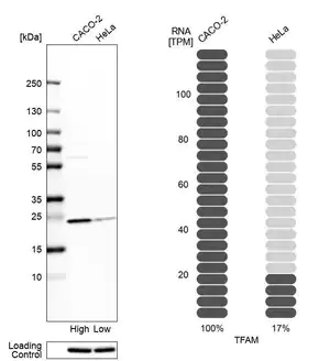 Merck Anti-TFAM antibody produced in rabbit