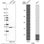 Merck Anti-TFAM antibody produced in rabbit