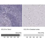 Merck Anti-CCL19 antibody produced in rabbit