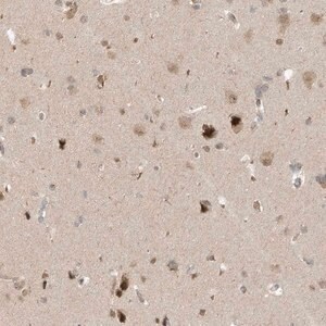 Merck Anti-MXI1 antibody produced in rabbit