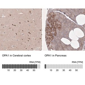Merck Anti-OPA1 antibody produced in rabbit