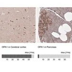 Merck Anti-OPA1 antibody produced in rabbit