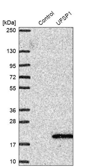 Merck Anti-UFSP1 antibody produced in rabbit