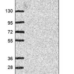 Merck Anti-UFSP1 antibody produced in rabbit