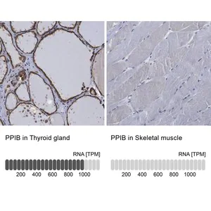 Merck Anti-PPIB antibody produced in rabbit