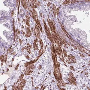 Merck Anti-BMP4 antibody produced in rabbit