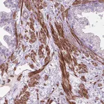 Merck Anti-BMP4 antibody produced in rabbit