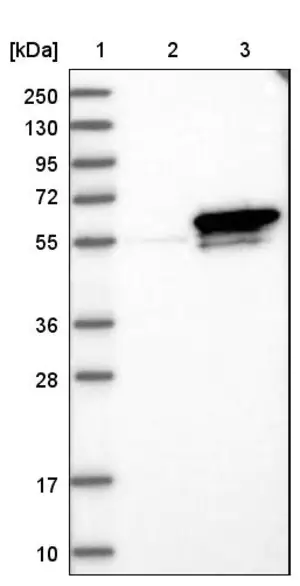 Merck Anti-Sept6 antibody produced in rabbit