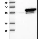 Merck Anti-Sept6 antibody produced in rabbit