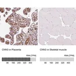 Merck Anti-CNN3 antibody produced in rabbit