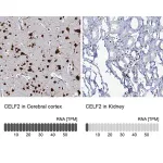 Merck Anti-CELF2 antibody produced in rabbit