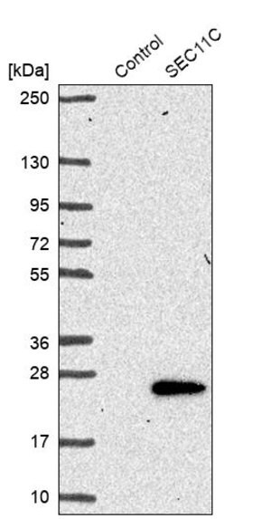 Merck Anti-SEC11C antibody produced in rabbit