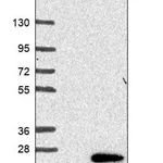 Merck Anti-SEC11C antibody produced in rabbit