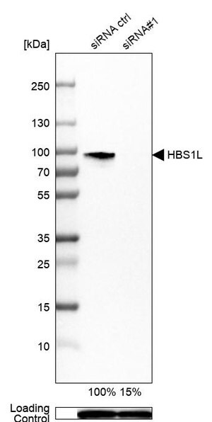 Merck Anti-HBS1L antibody produced in rabbit