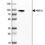 Merck Anti-HBS1L antibody produced in rabbit