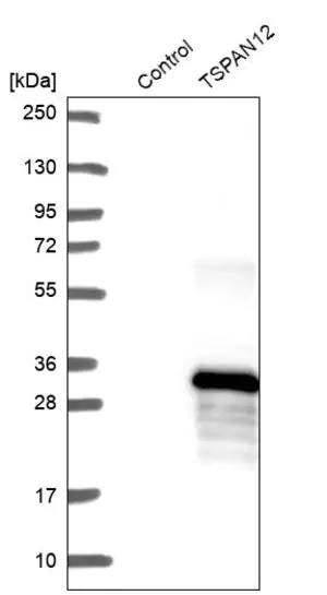 Merck Anti-TSPAN12 antibody produced in rabbit