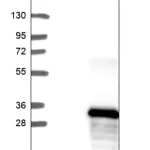 Merck Anti-TSPAN12 antibody produced in rabbit