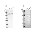 Merck Anti-NPLOC4 antibody produced in rabbit