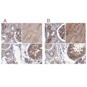 Merck Anti-MAP4 antibody produced in rabbit