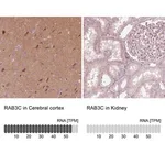 Merck Anti-RAB3C antibody produced in rabbit