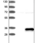 Merck Anti-ABHD12B antibody produced in rabbit