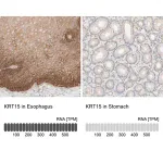 Merck Anti-KRT15 antibody produced in rabbit