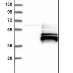 Merck Anti-RNF115 antibody produced in rabbit