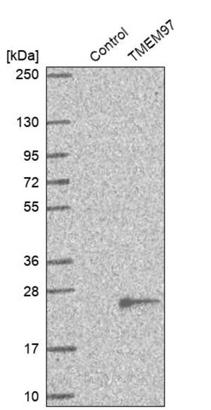 Merck Anti-TMEM97 antibody produced in rabbit