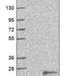 Merck Anti-TMEM97 antibody produced in rabbit
