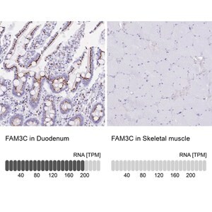 Merck Anti-FAM3C antibody produced in rabbit