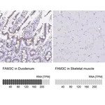 Merck Anti-FAM3C antibody produced in rabbit