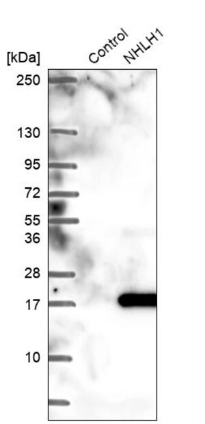 Merck Anti-NHLH1 antibody produced in rabbit