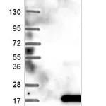 Merck Anti-NHLH1 antibody produced in rabbit