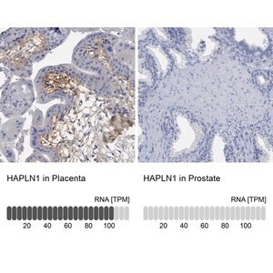 Merck Anti-HAPLN1 antibody produced in rabbit